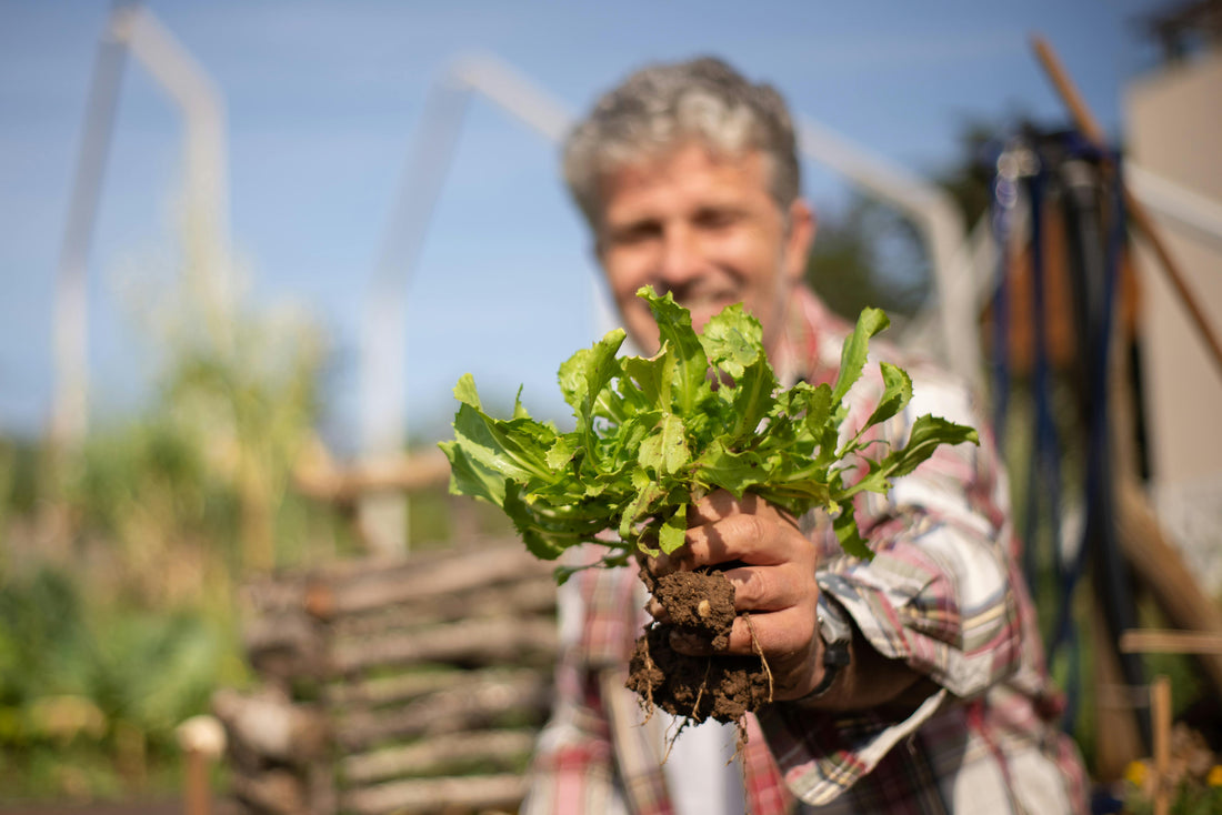 How to Cultivate an Eco-Friendly Garden at Home: A Beginner's Guide